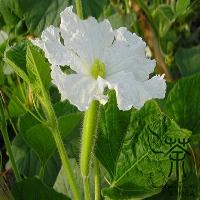 Bottle Gourd medium Traditional Seeds GardenHunt