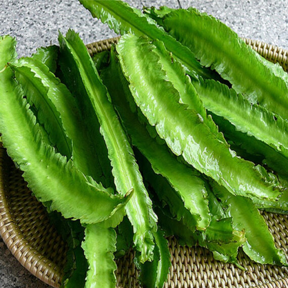 Winged Beans Green & Purple (Asparagus Pea) - (Pack of 2, Each 10+ Seeds) - Image 2