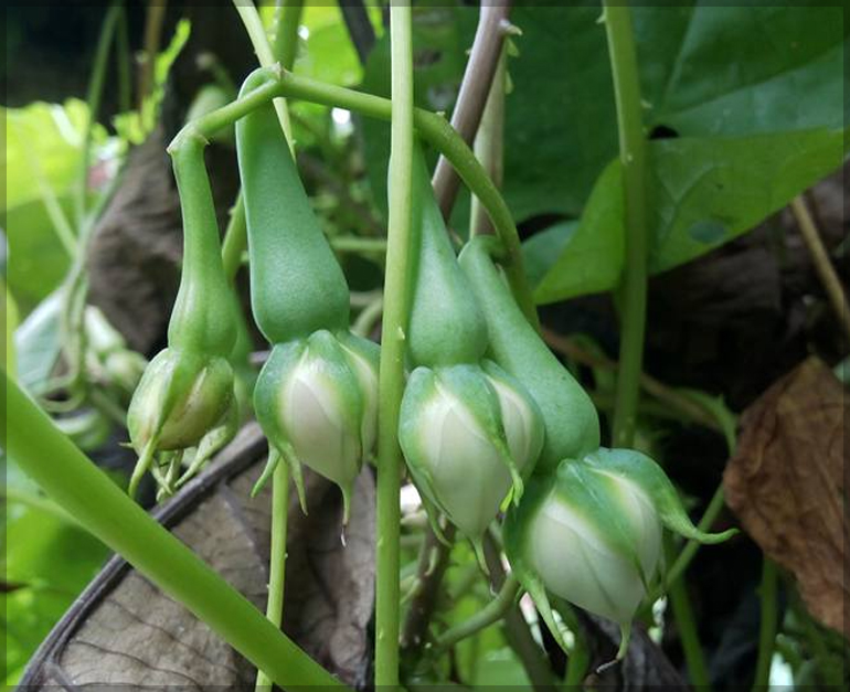 Clove Beans (Mookuthi avarai) - (Pack of 10 Seeds) - GardenHunt