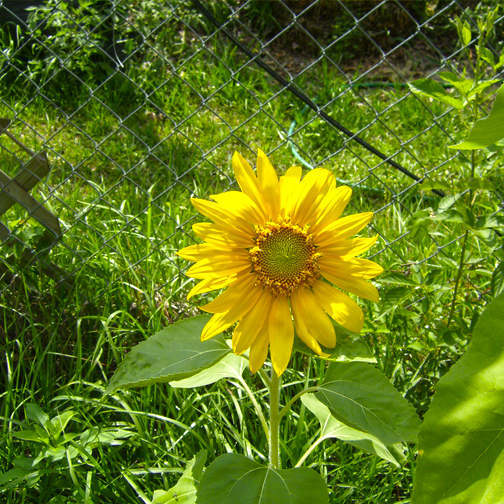 Miniature Sunflower Seeds GardenHunt