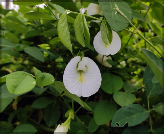 Shankupushpi (White Single Petal) Aparajitha / Sangu Poo / Clitoria Ternatae / Butterfly Pea Seeds (Pack Of 25+ Seeds) - Image 3