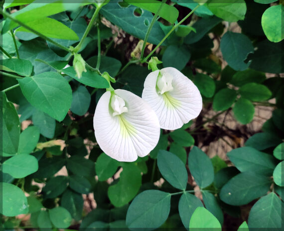 Shankupushpi (White Single Petal) Aparajitha / Sangu Poo / Clitoria Ternatae / Butterfly Pea Seeds (Pack Of 25+ Seeds)