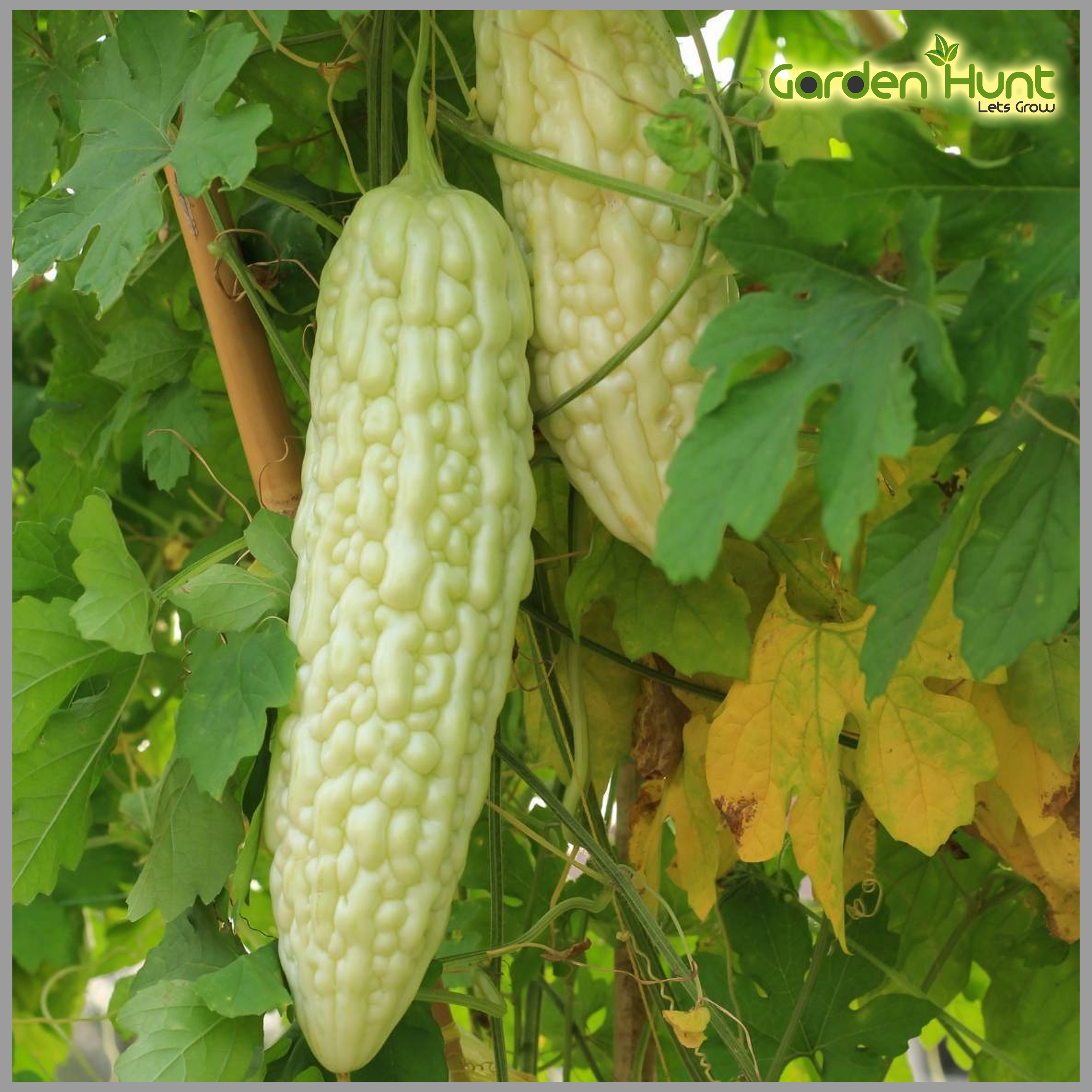Bitter Gourd White Pack Of Seeds Gardenhunt