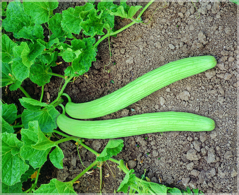Long Melon (Kakri / Armenian Cucumber) (Pack of 30 Seeds) GardenHunt
