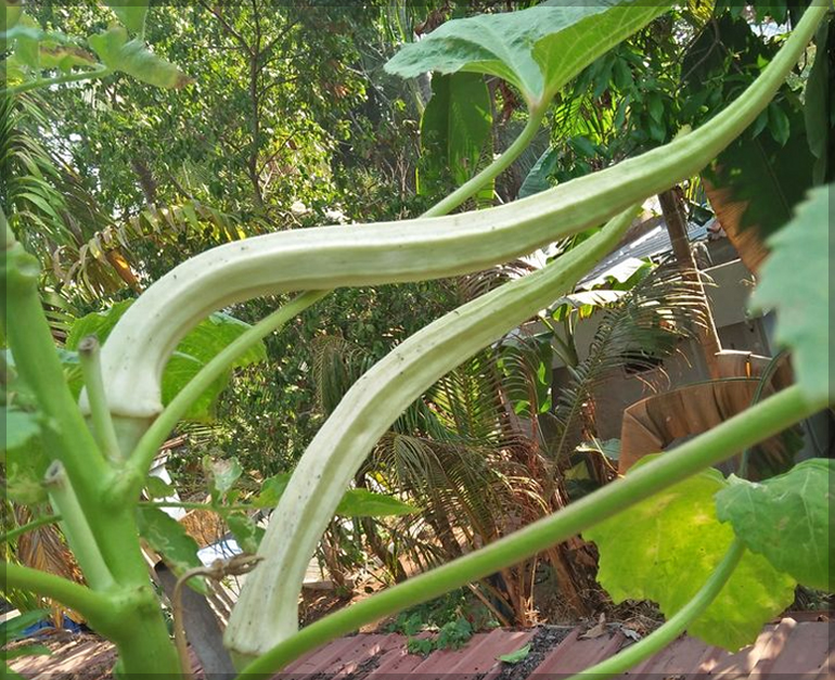 Elephant tusk okra  seeds Aanaikomban Vegetable Seeds / Organic Fresh seeds from own garden Bhindi