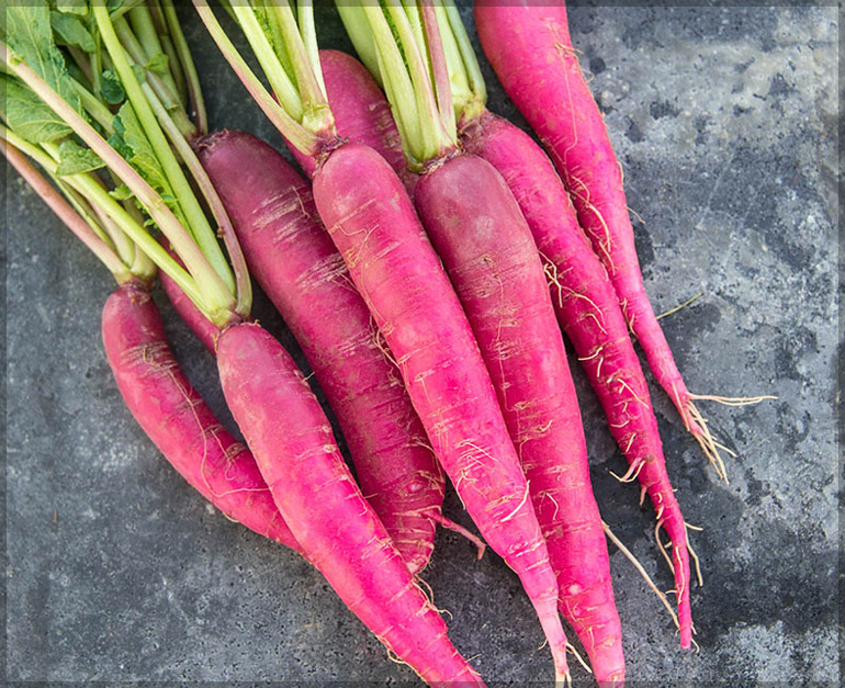 Radish Pink Long (Pack of 100 Seeds) GardenHunt