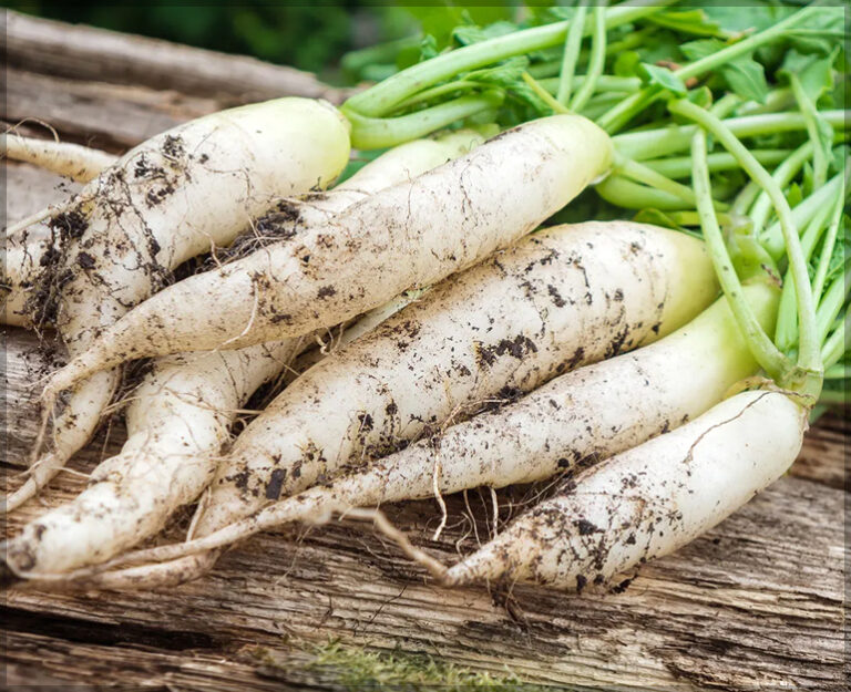 Radish White Long (Pack of 100 Seeds) GardenHunt
