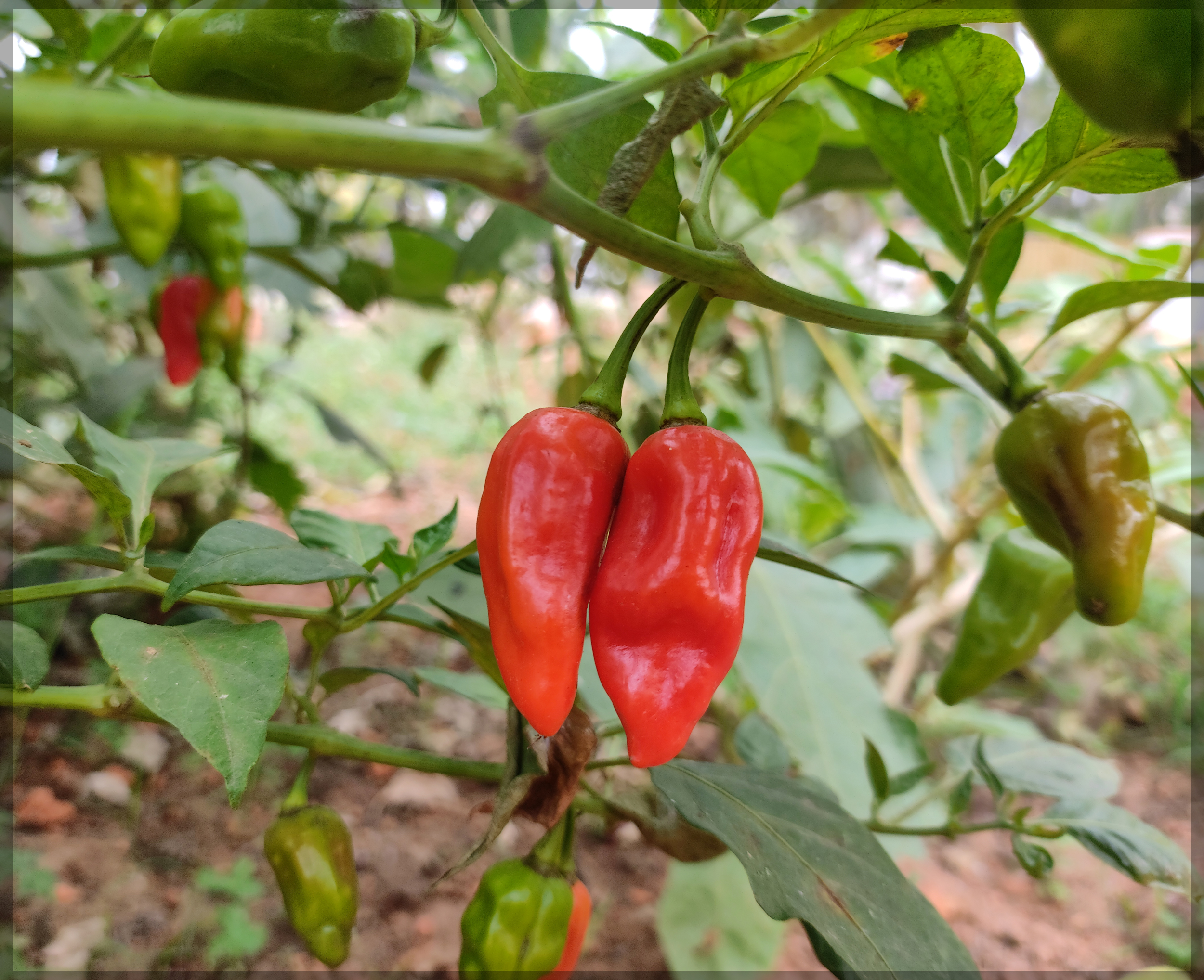 Legendary Red Bhut Jolokia aka Ghost Pepper Hot Pepper Seeds-C 026 25 