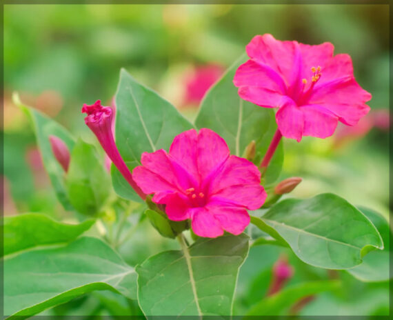 4'O Clock / Four O' Clock Combo Flower Seeds (Mirabilis jalapa / Marvel of Peru) - (Pack of 4 Colors, Each 5+ Seeds) - Image 5