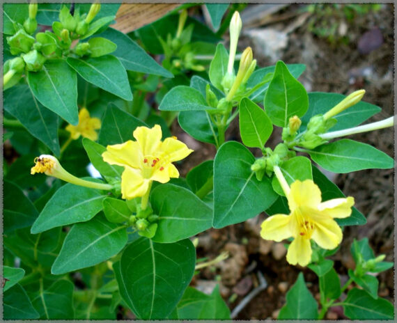 4'O Clock / Four O' Clock Combo Flower Seeds (Mirabilis jalapa / Marvel of Peru) - (Pack of 4 Colors, Each 5+ Seeds) - Image 4
