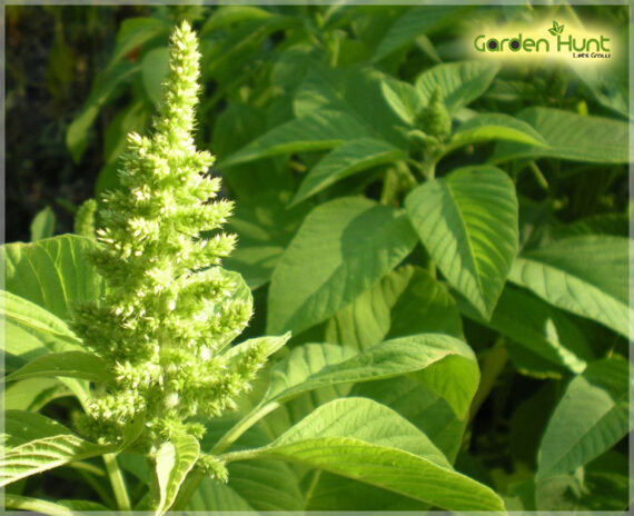 Amaranthus Green (Thandu keerai) - (Pack Of 2500 Seeds) - Image 2