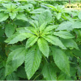Amaranthus Green (Thandu keerai) - (Pack Of 2500 Seeds)