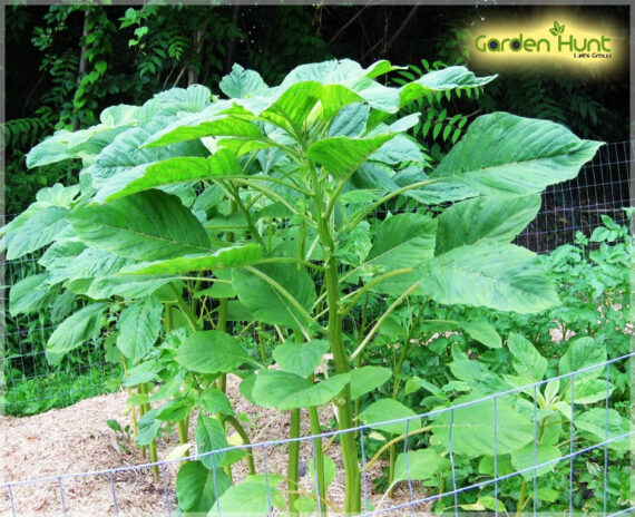 Amaranthus Green (Thandu keerai) - (Pack Of 2500 Seeds) - Image 3