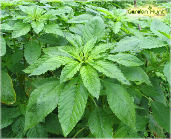Amaranthus Green (Thandu keerai) - (Pack Of 2500 Seeds)
