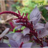Amaranthus Red (Thandu keerai) - (Pack Of 2500 Seeds)