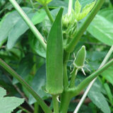 Bhendi Hybrid / Okra / Ladies finger (Packs of 30+ Seeds)