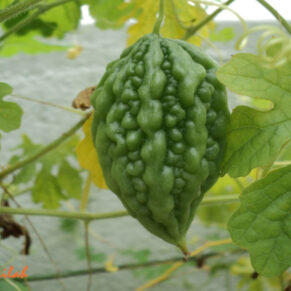 Bitter gourd small