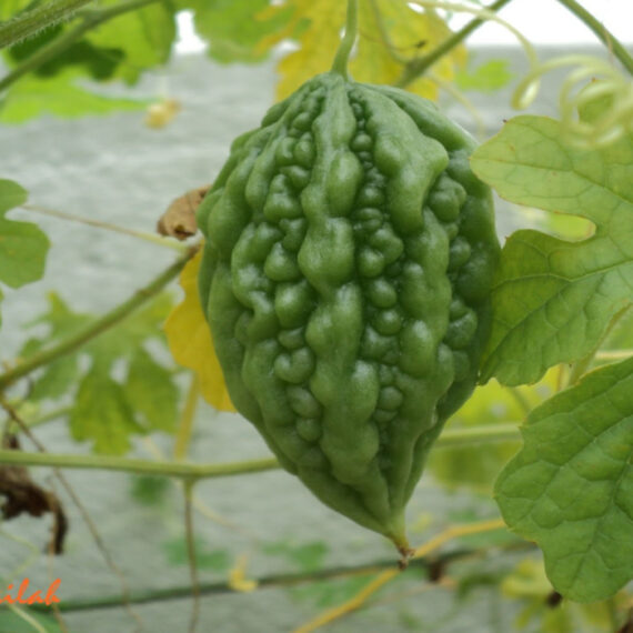 Bitter gourd small