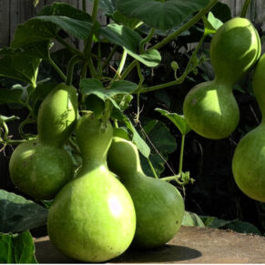 bottle gourd traditional seeds