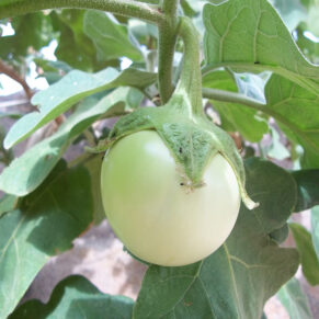 White Brinjal Local variety