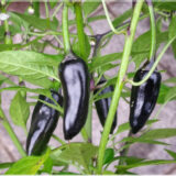 Black Chilli (Hot Pepper) - (Pack of 30 Seeds)