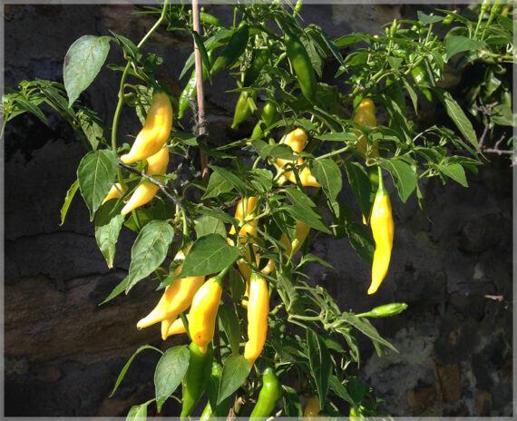 Chilli Yellow Long (Heirloom) - (Pack of 30+ Seeds) - Image 2