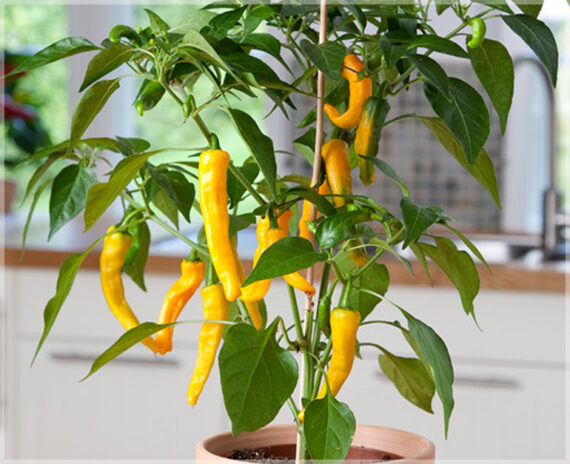 Chilli Yellow Long (Heirloom) - (Pack of 30+ Seeds)