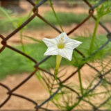 Cypress Vine / Humming Bird Vine (White) - (Pack of 15+ Seeds)