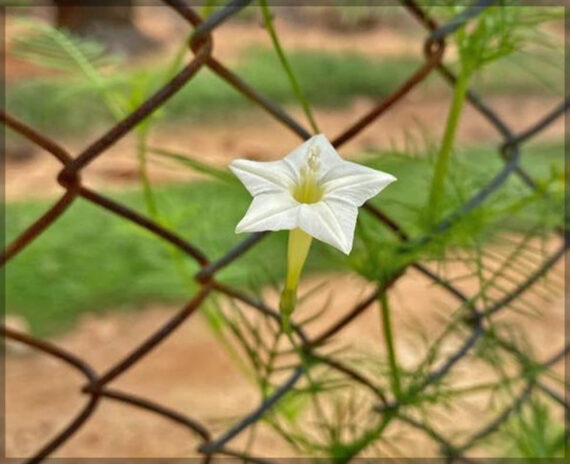 Cypress Vine / Humming Bird Vine (White) - (Pack of 15+ Seeds)
