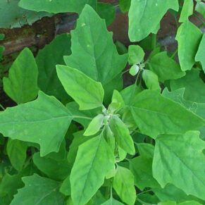 Chakravarthy keerai seeds