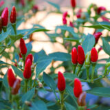Kanthari Chilli (Green) / Kanthari Mulaku/Bird Eye Chilli - (Pack of 30+ Seeds)