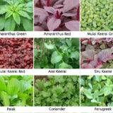 Green Combo (Pack Of 9 Types) Traditional Seeds