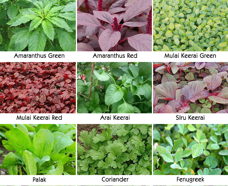 Green Combo (Pack Of 9 Types) Traditional Seeds