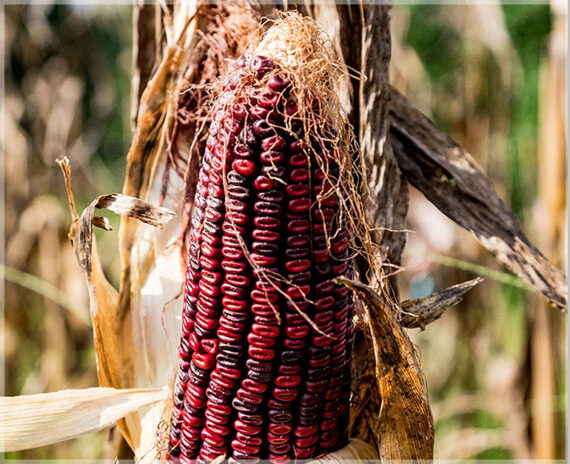 Red Corn (Maize) - (Pack of 15 Seeds)