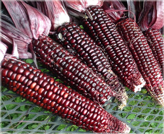 Red Corn (Maize) - (Pack of 15 Seeds) - Image 2