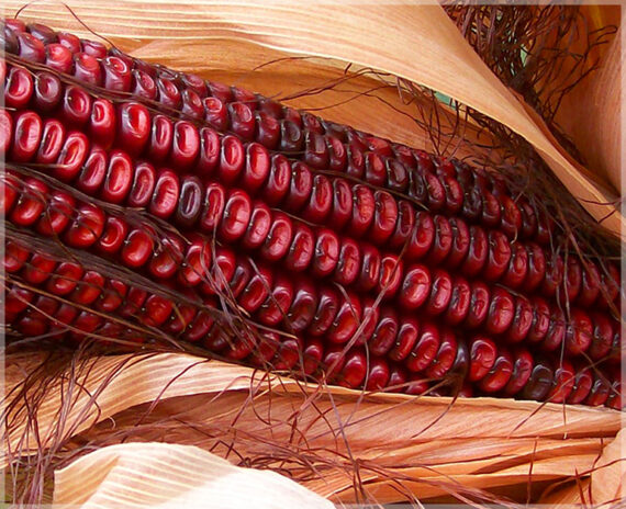 Red Corn (Maize) - (Pack of 15 Seeds) - Image 3