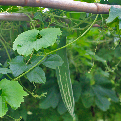 Snake Gourd Green - Image 2