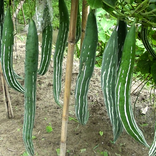 Snake Gourd Green