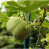Tinda (Round Melon / Apple Gourd) - (Pack of 30 Seeds)