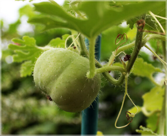 Tinda (Round Melon / Apple Gourd) - (Pack of 30 Seeds)