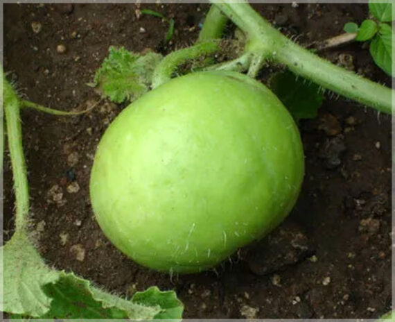 Tinda (Round Melon / Apple Gourd) - (Pack of 30 Seeds) - Image 3