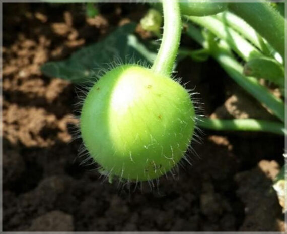 Tinda (Round Melon / Apple Gourd) - (Pack of 30 Seeds) - Image 4