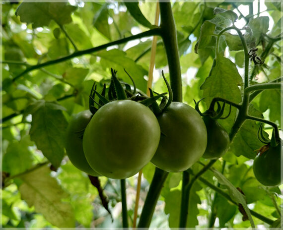 Cherry Tomato (Round Shape) - (Pack of 50 Seeds) - Image 6