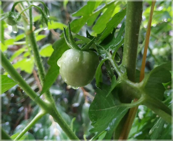 Cherry Tomato (Round Shape) - (Pack of 50 Seeds) - Image 5