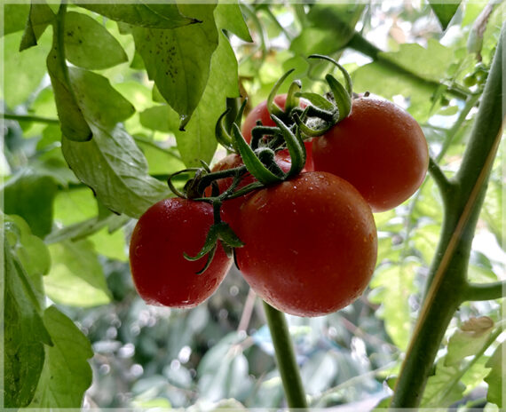 Cherry Tomato (Round Shape) - (Pack of 50 Seeds) - Image 2