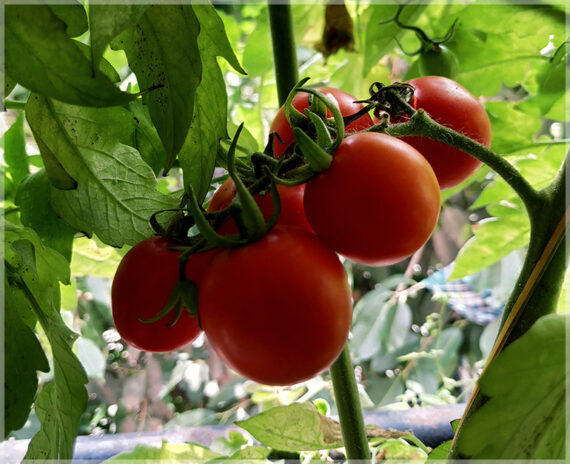 Cherry Tomato (Round Shape) - (Pack of 50 Seeds)