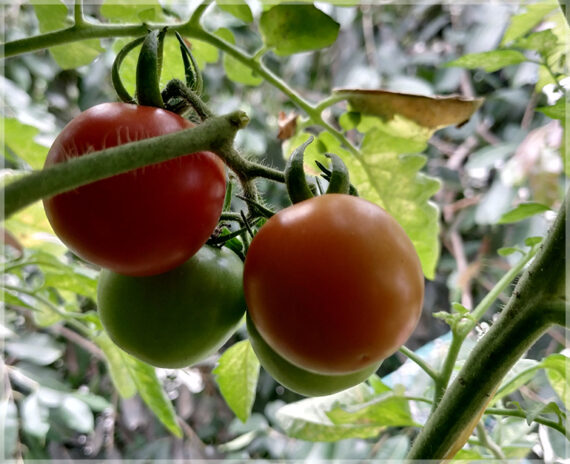 Cherry Tomato (Round Shape) - (Pack of 50 Seeds) - Image 3