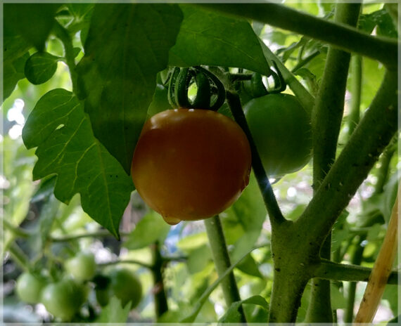 Cherry Tomato (Round Shape) - (Pack of 50 Seeds) - Image 4