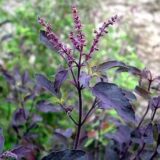 Dark Holy Basil or Krishna Tulsi