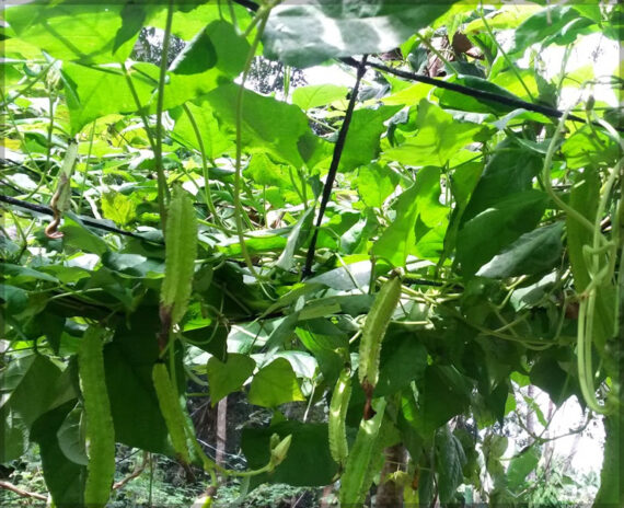 Winged Beans Green (Asparagus Pea) - (Pack of 10+ Seeds) - Image 3